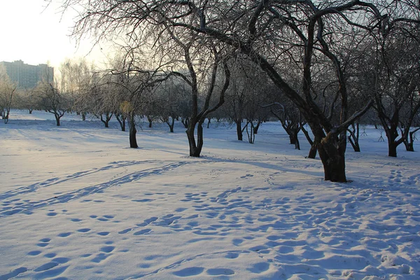 Árboles cubiertos de nieve . — Foto de Stock
