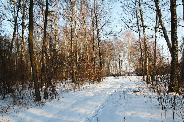 Засніженому лісі . — стокове фото