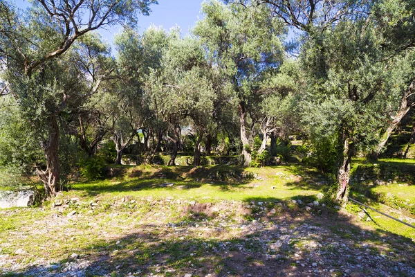 Floresta na área montanhosa . — Fotografia de Stock