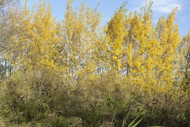  Orman sonbahar döneminde.