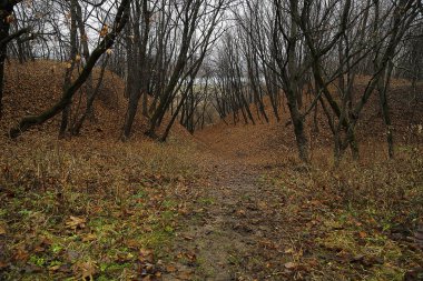  Ağaçlar ve tepeler.