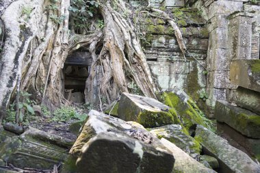 Ağaç kökleri Angkor Wat.