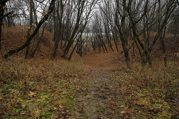  Ağaçlar ve tepeler.