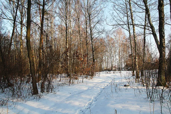 Χιονισμένο δάσος. — Φωτογραφία Αρχείου