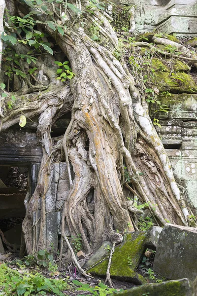Träd rötter Angkor Wat. — Stockfoto