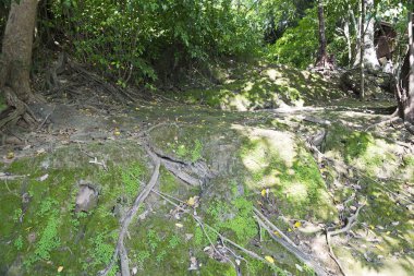 Yosun arazi yamacında.