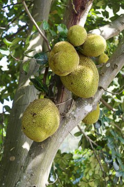 Şehir dışında tarlaları için Tay ekmekağacı meyvesi.