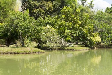 Bir göl ile bir Park.