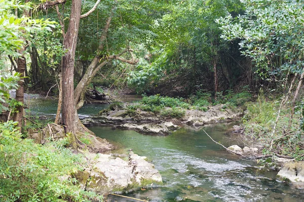 Fiume nella foresta. — Foto Stock