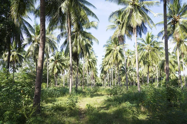 Palm grove in Thailand. — Stock Photo, Image