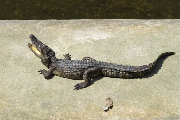 Krokodýl na slunci. — Stock fotografie
