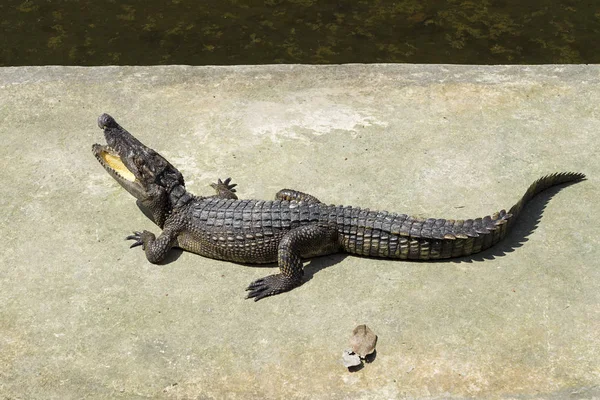 Crocodilo ao sol . — Fotografia de Stock