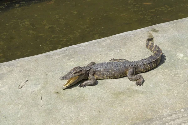 Crocodilo ao sol . — Fotografia de Stock