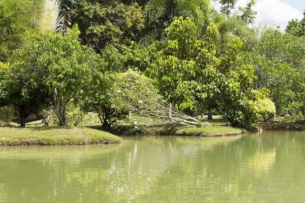 Bir göl ile bir Park.