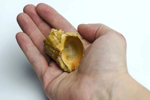 Hand on a white background holding a shell. — Stock Photo, Image