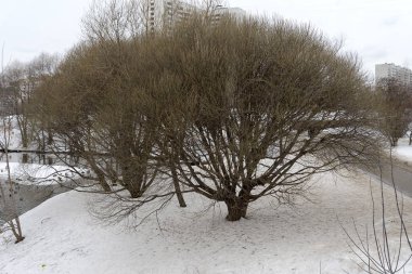 Opavshee kış ağaç.