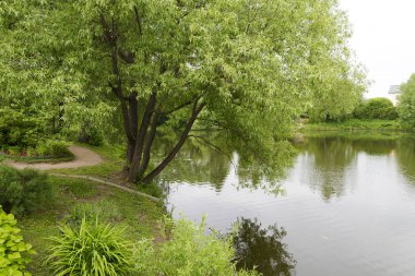 Bir yaz gününde Gölü yakınındaki bir ağaç.
