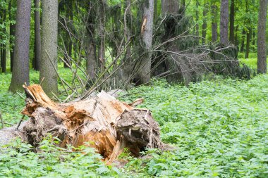 Kasırgadan sonra ormana düşmüş bir ağaç.