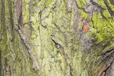 Ağaç gövde closeup bir yaz gününde.