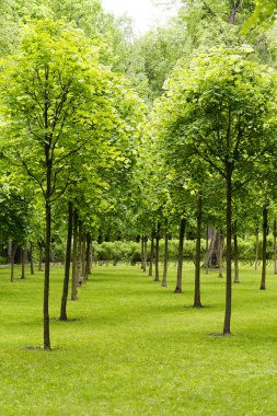 Ağaçlarda bir çayır çim.
