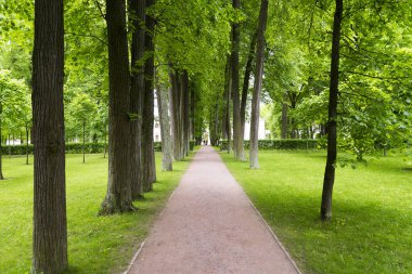 Ağaçlar patika ve çim.