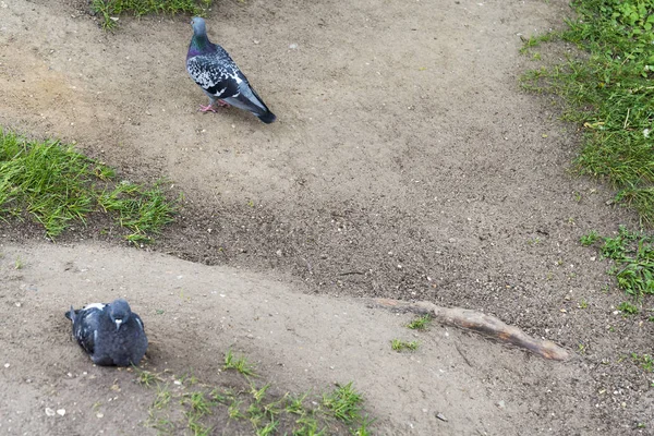 Dvě holubice na zemi. — Stock fotografie