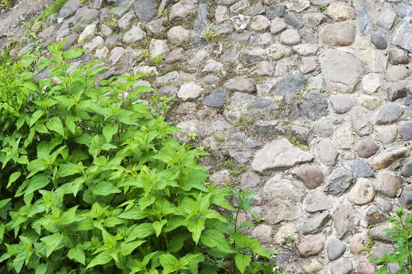 Piante e pietre come sfondo . — Foto Stock