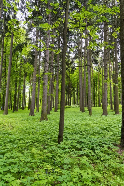 관목으로 빽빽한 소나무 숲. — 스톡 사진