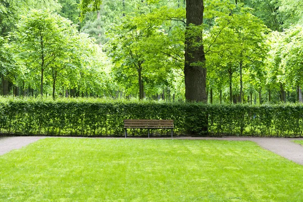 Wooden bench in park near bushes and trees — Stock Photo, Image