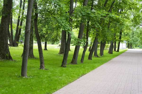 The trees along the walkway and lawn. — Stock Photo, Image