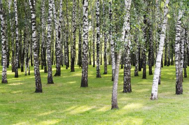 Huş ağacı ormanı. Birch Grove. Beyaz huş gövdeleri