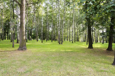 Huş ağacı ormanı. Birch Grove. Beyaz huş gövdeleri