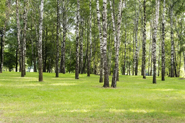 Huş ağacı ormanı. Birch Grove. Beyaz huş gövdeleri