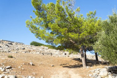 Dikenli dallar closeup ile ağacı.