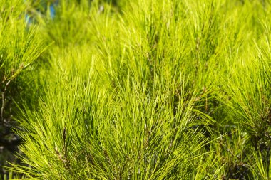 Dikenli dallar closeup ile ağacı.