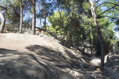 Kuru kara düşmüş bir ağaç.