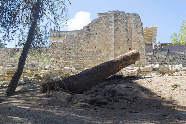 Un árbol caído en tierra firme . — Foto de Stock