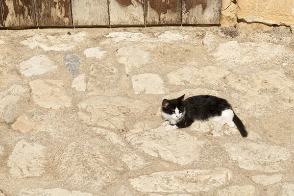 Siyah - ve-beyaz sokak kedisi kayalar üzerinde.
