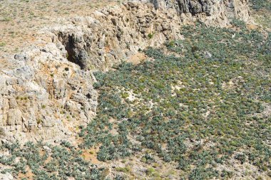 Orman seamless modeli - Üstten Görünüm.