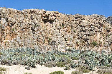 Güneşli bir günde çalılar ile Hills.