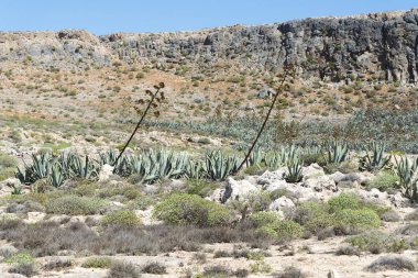 Güneşli bir günde çalılar ile Hills.