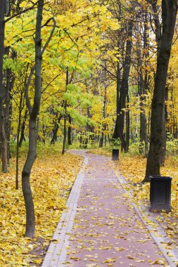 Sonbahar ormandaki gündoğumu. Sonbahar günü parkta yürüyüş yolu