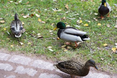 sonbahar günü gölette üzerinde ördek.