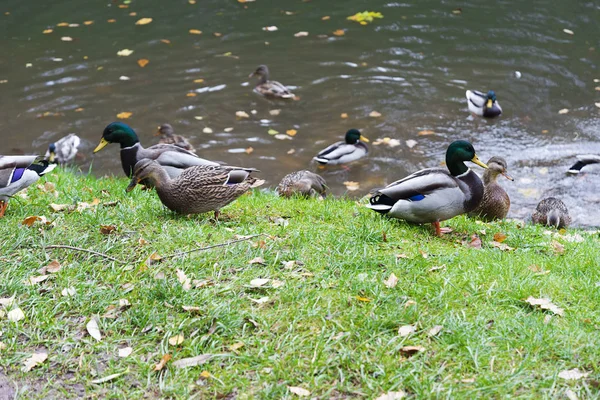 秋日在池塘上的鸭子. — 图库照片