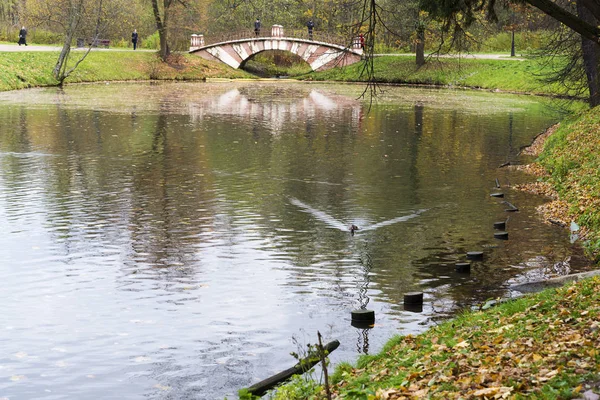 Uma pequena ponte decorativa (pedestre) através de um reservatório no parque florestal da cidade — Fotografia de Stock