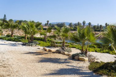 Kıbrıs 'ın kayalık sahillerinde palmiye ağaçları.