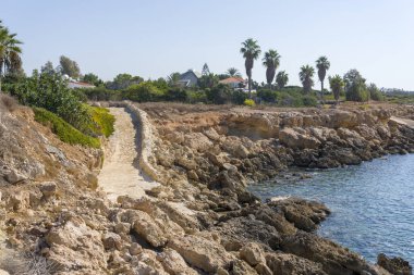 Kıbrıs 'ın kayalık sahillerinde palmiye ağaçları.