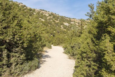 Kıbrıs adasındaki bir dağ yolunda çalılar ve yapraklar büyüyor.