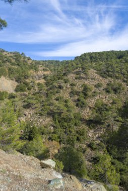 Kıbrıs ormanlarının panoramik manzarası.