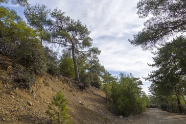 Kıbrıs 'taki güzel yeşil orman, Olimpos Dağı' na yakın, Troodos.